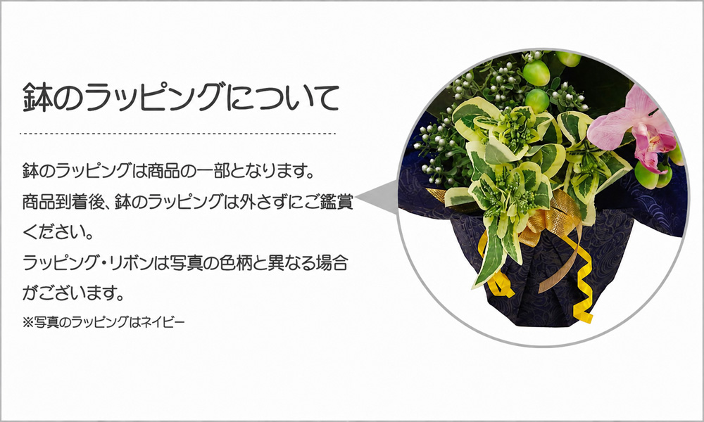 エレガント胡蝶蘭 デザイナーズアレンジ CT触...の詳細画像5