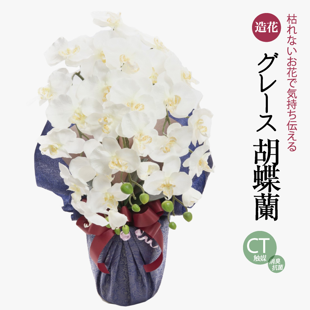 神戸花物語 母の日 2025 花 プレゼント ギフト グレース胡蝶蘭 神戸花物語 母の日 2025 花 プレゼント ギフト グレース胡蝶蘭