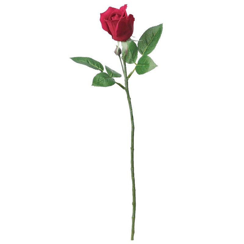 薔薇　3号 楽天市場】予約販売 ミニバラ アイムーン 3号ポット 四季咲き 強