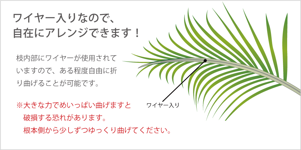 アレカパーム