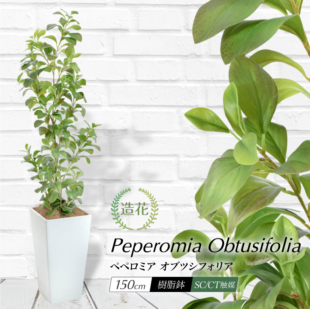 フェイクグリーン アオペペ 観葉植物 人工観葉 大型 光触媒 リアル 造花 鉢植 お祝い / 開運ペペロミア・オブツシフォリアツリー 樹脂鉢L 全高150cm