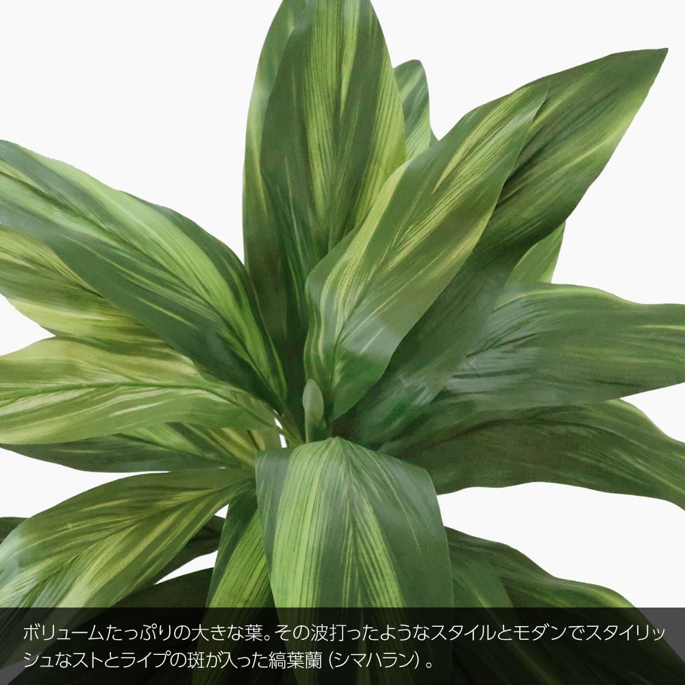 フェイクグリーン 観葉植物 人工観葉 大型 光触媒 しあわせ縞ハラン ハッピーストライプポット 75cm 鉢植 造花 : fl-hw018-25h1  : フェイクグリーンの神戸花物語 - 通販 - Yahoo!ショッピング