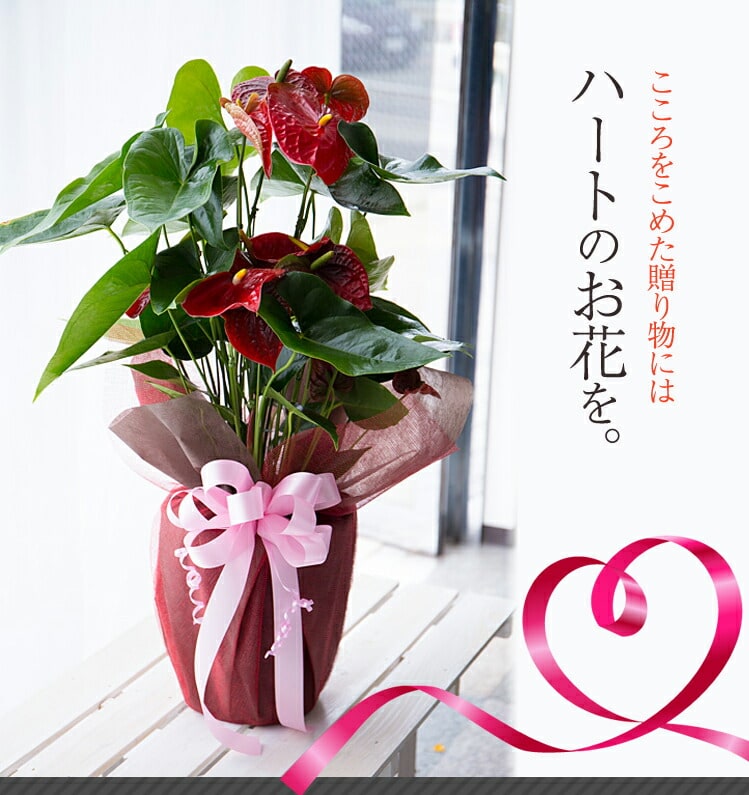 花 ギフト プレゼント 生花 葉っぱもお花もハート型した愛の花 アンスリウム L Anthurium L フェイクグリーンの神戸花物語 通販 Yahoo ショッピング