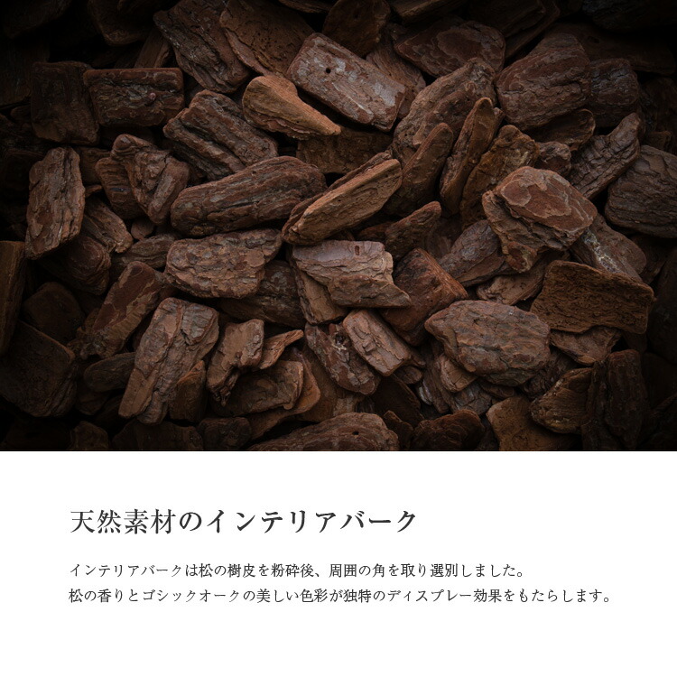 ベンジャミン・フィカス