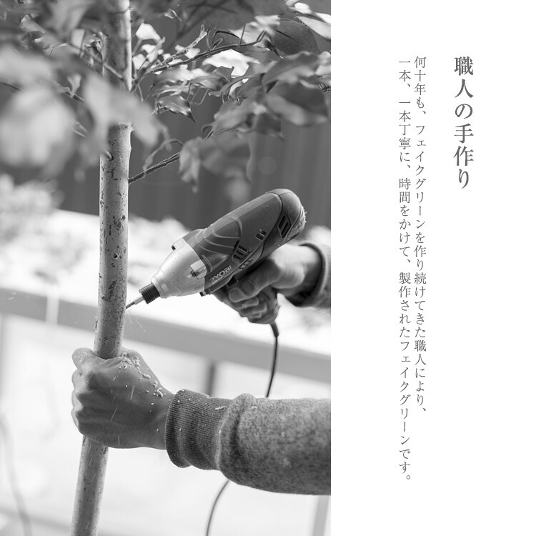 ベンジャミン・フィカス