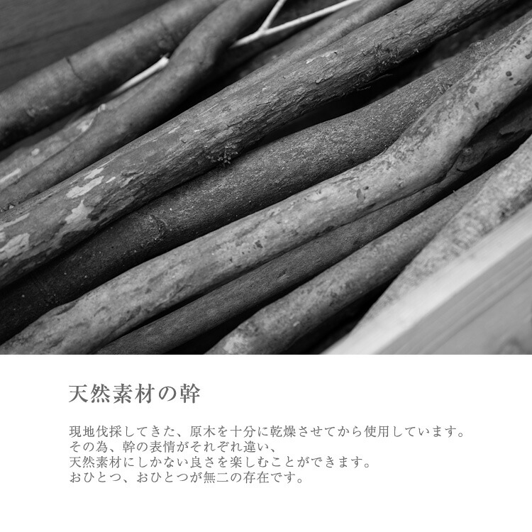 ベンジャミン・フィカス