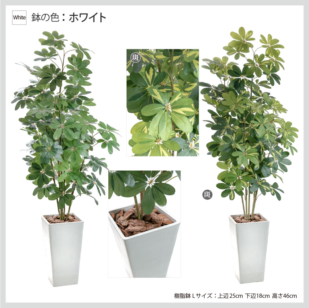 大型観葉植物 観葉植物 特大 モンステラ コンクリート風大型スクエア鉢 | 移転祝い