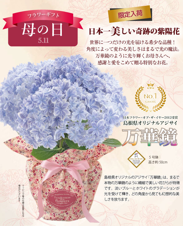 母の日に！島根県のアジサイ万華鏡 母の日】あじさい「万華鏡」島根県アジサイ研究会オリジナル