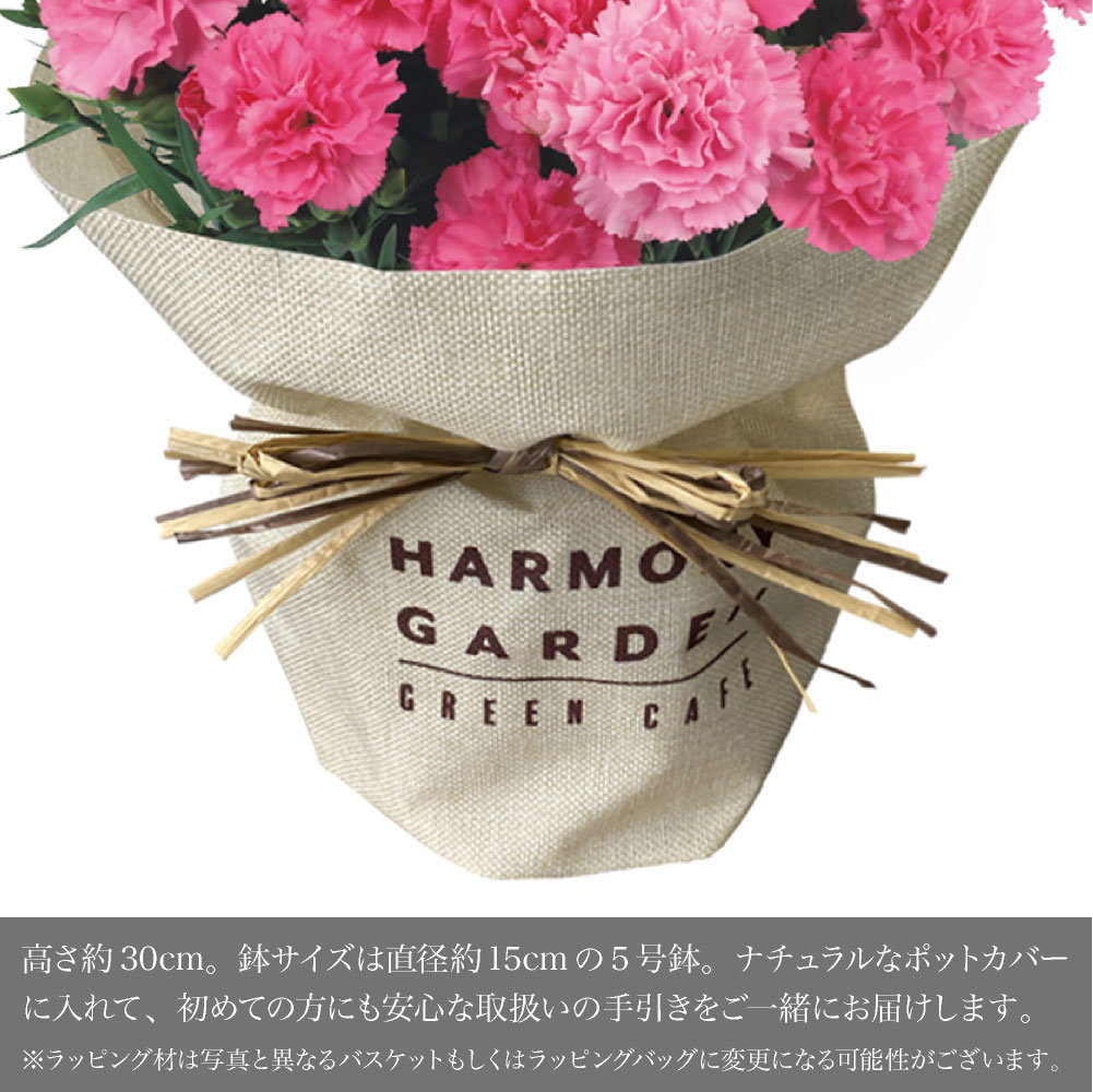 神戸花物語 母の日 2026 早割 花 プレゼント ギフト カーネーション