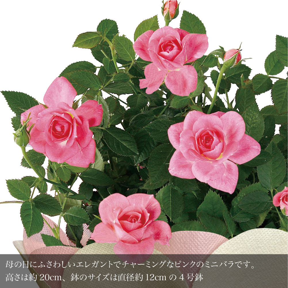 md-seika04d_1.jpg