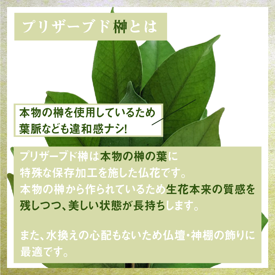 榊 プリザーブドフラワー Lサイズ 天然榊使用 神具 お供え 神棚 お盆