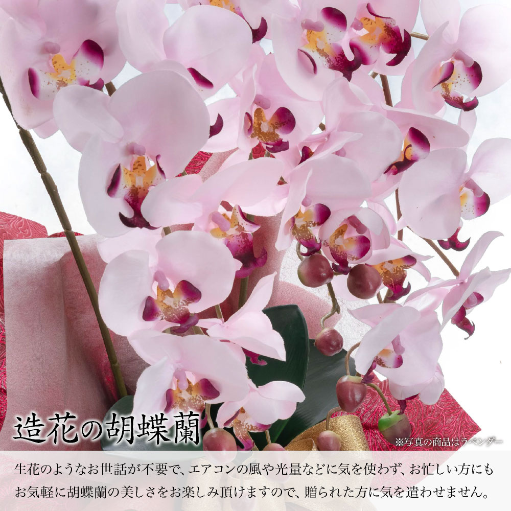 胡蝶蘭