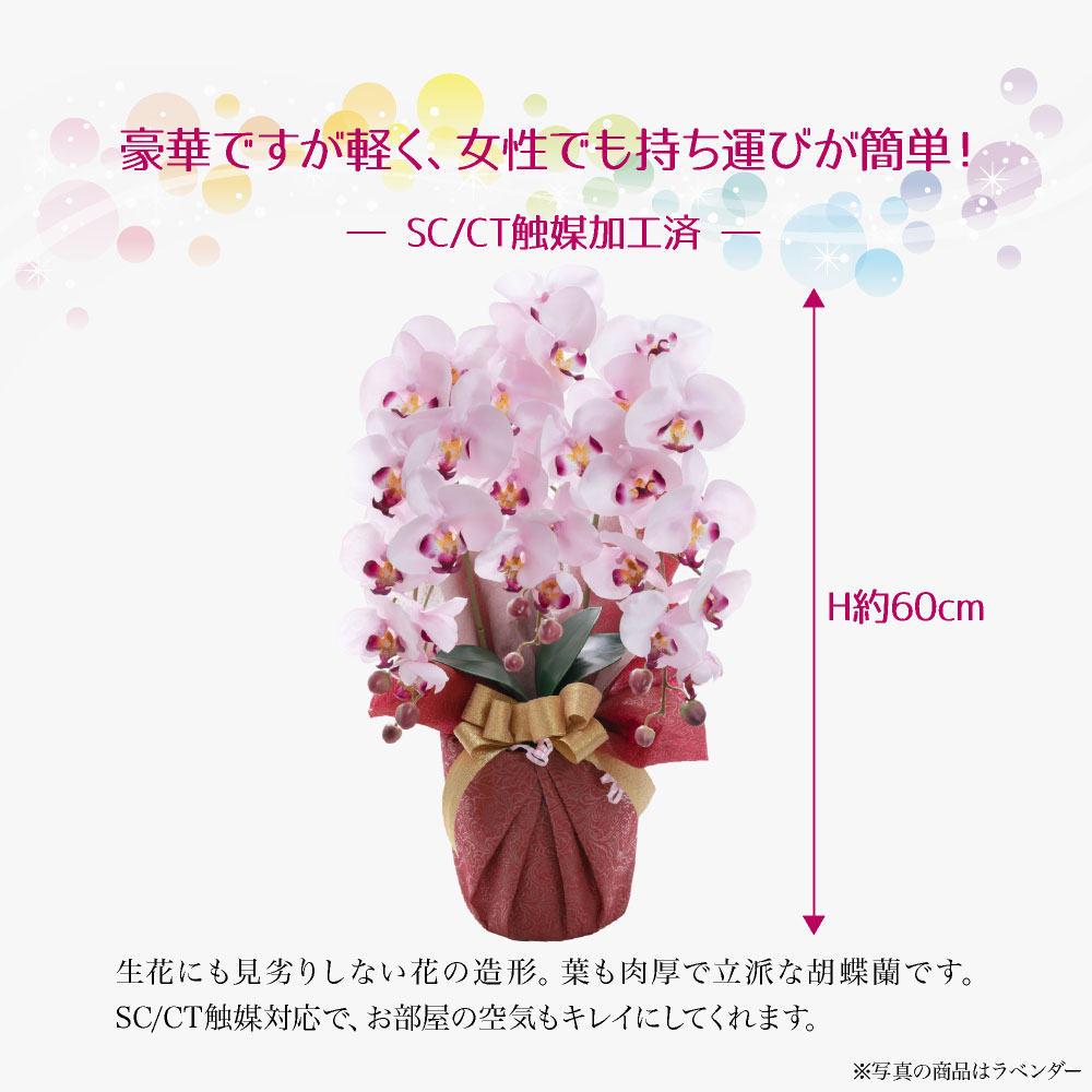 胡蝶蘭