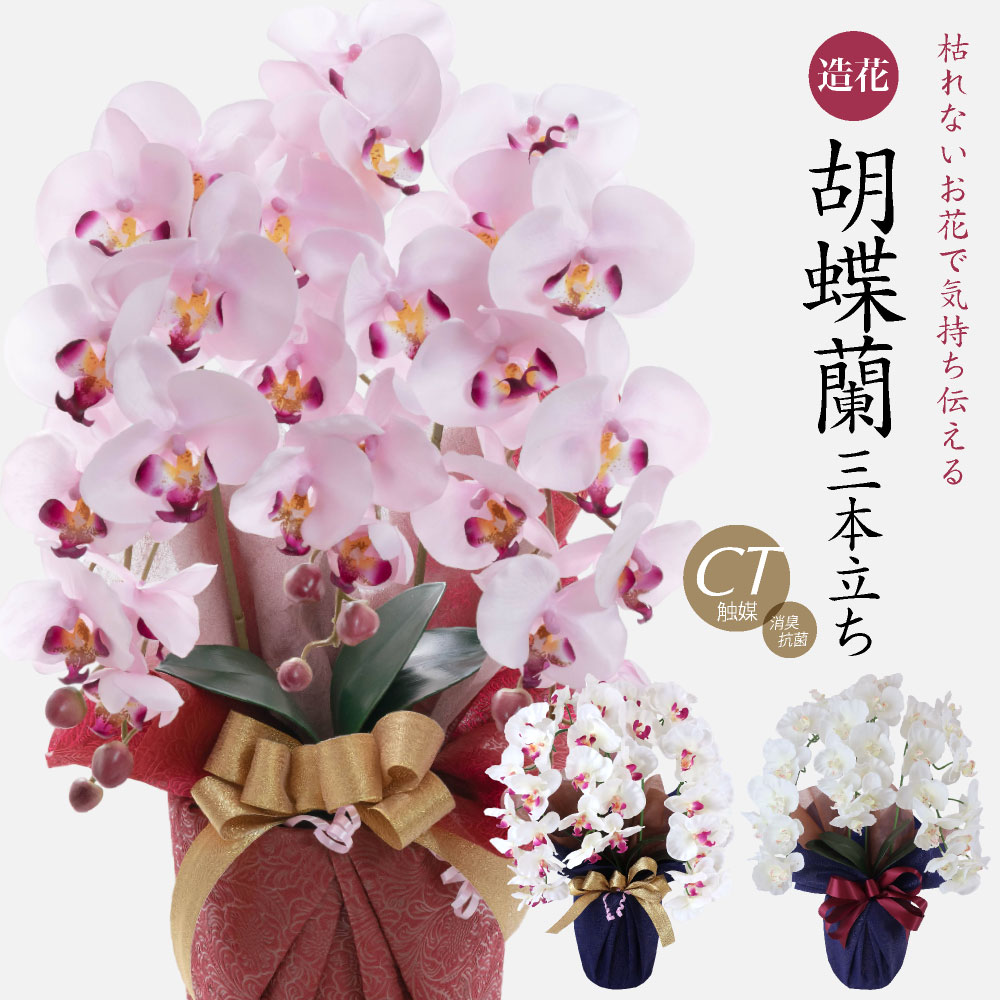 胡蝶蘭