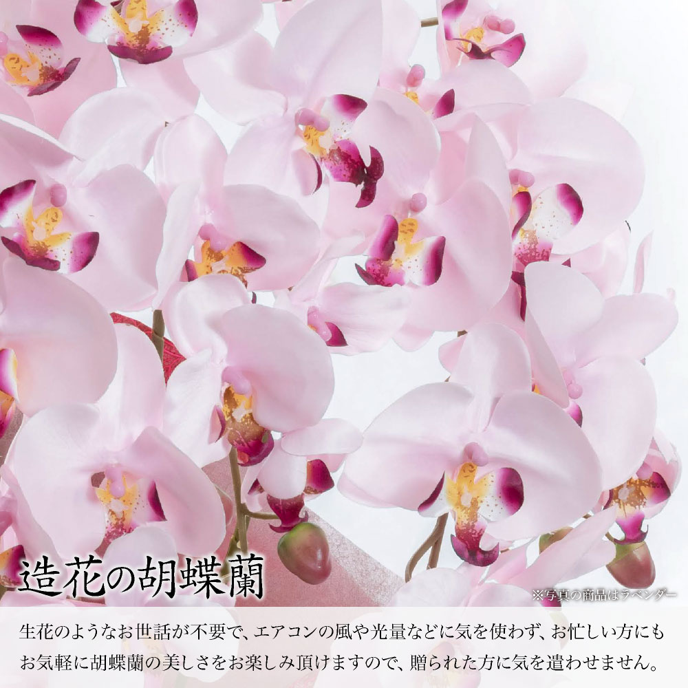 胡蝶蘭 商品画像