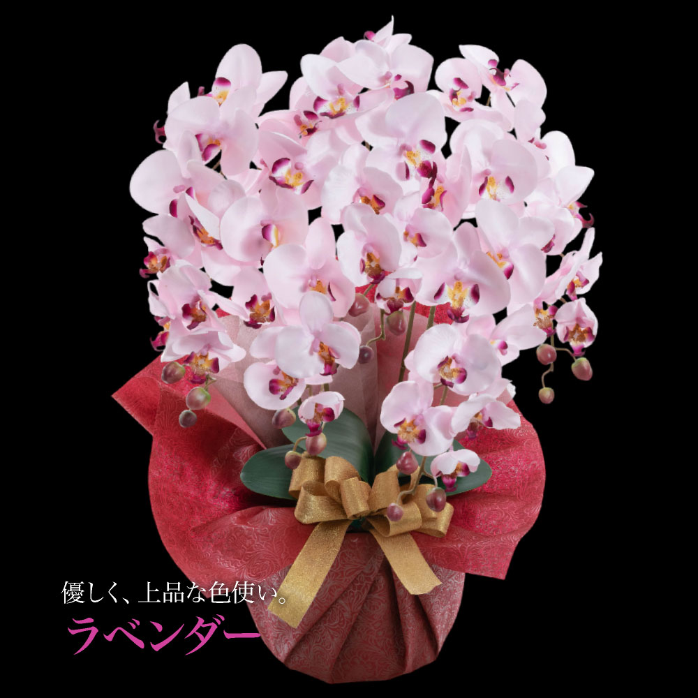 胡蝶蘭 商品画像