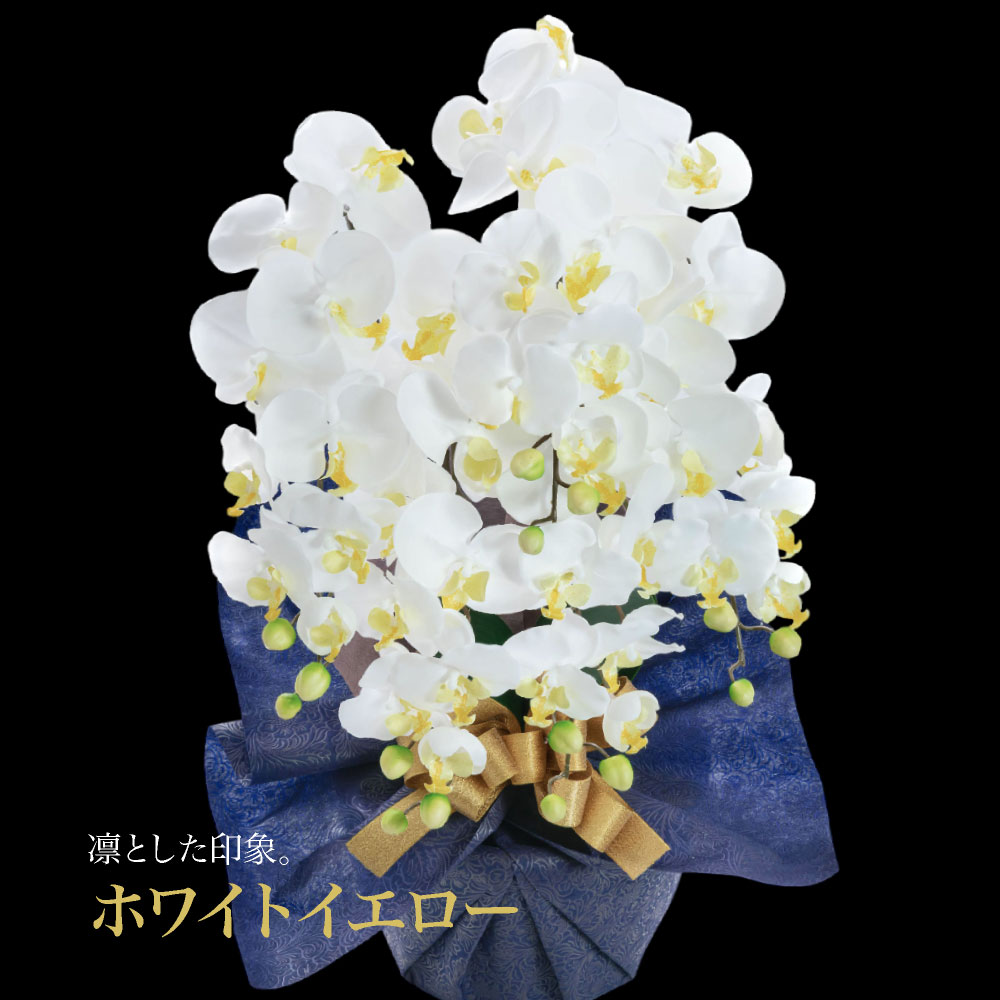 胡蝶蘭 商品画像