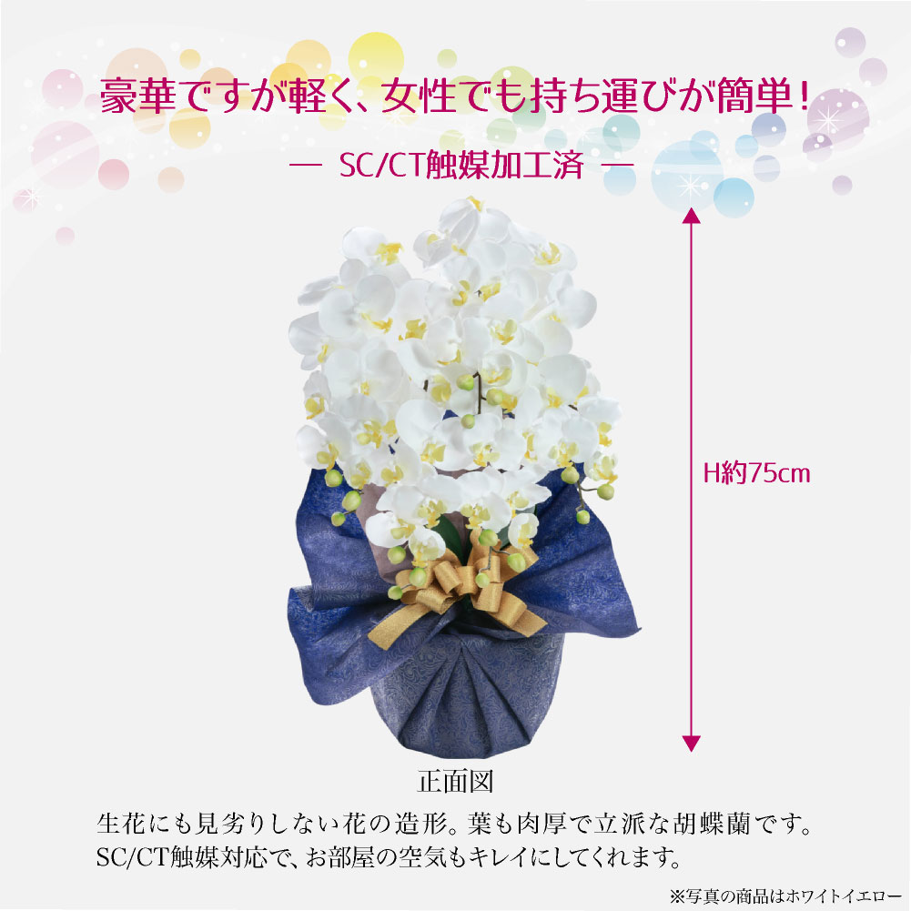 胡蝶蘭 商品画像