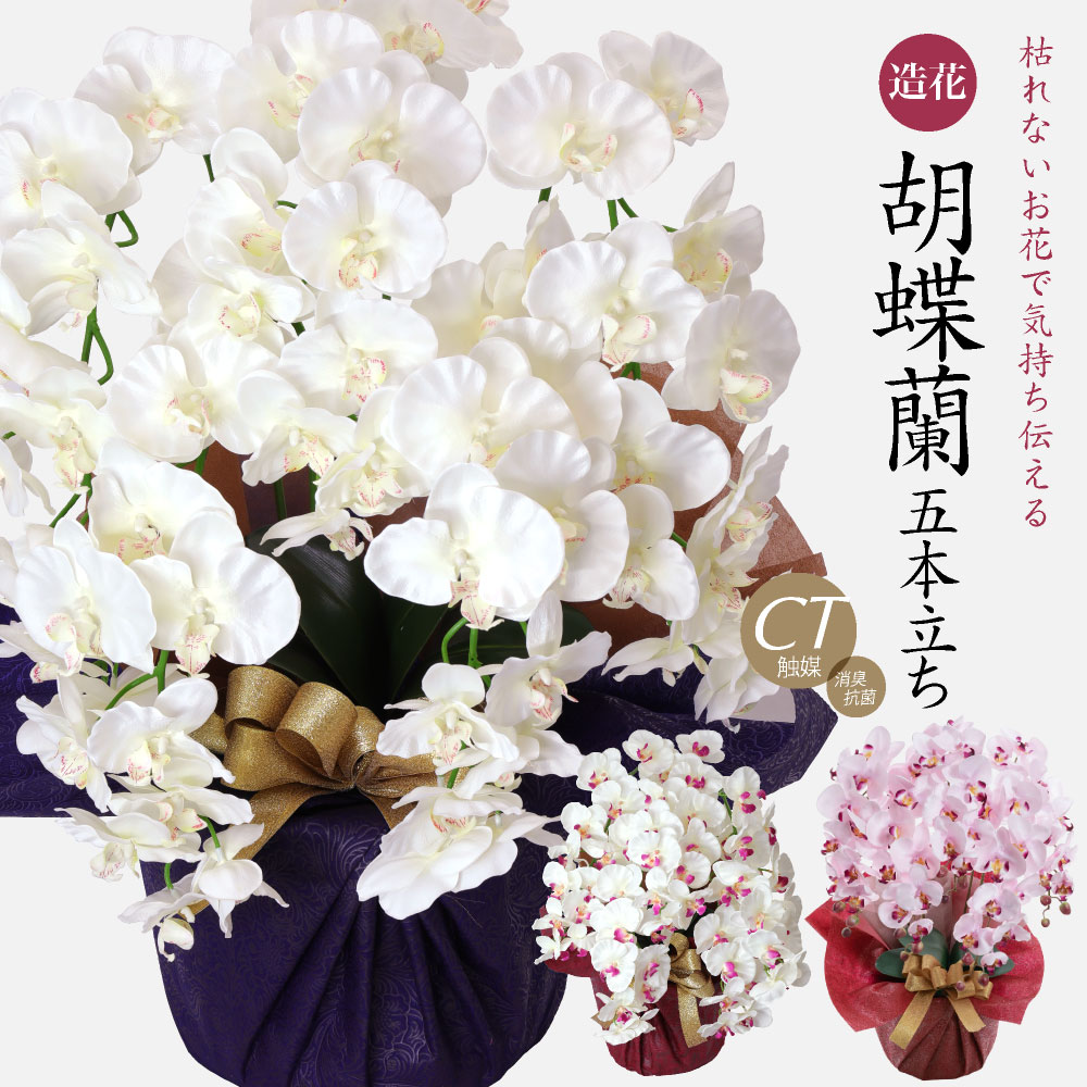 胡蝶蘭 商品画像