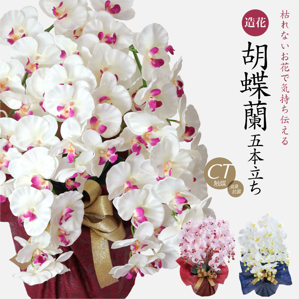 胡蝶蘭 商品画像