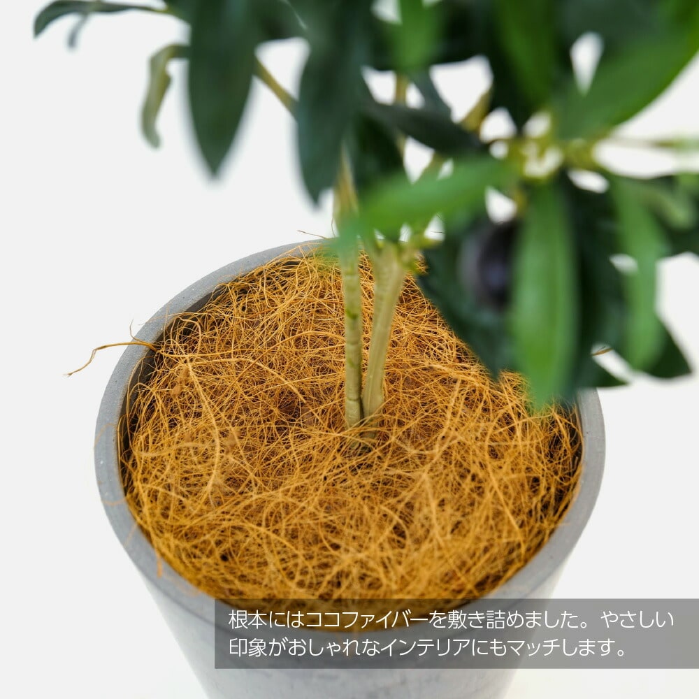 人工観葉植物 造花 オリーブツリー ナチュラルポット 60cm フェイクグリーン インテリア ミニ 光触媒 CT触媒 リアル 消臭 おしゃれ  :sb128:フェイクグリーンの神戸花物語 - 通販 - Yahoo!ショッピング