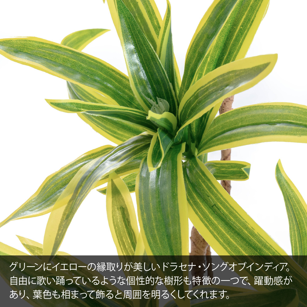 光触媒　人工観葉植物　フェイクグリーン　ドラセナソングオブインディア フェイクグリーン ドラセナ ソングオブインディア 180cm