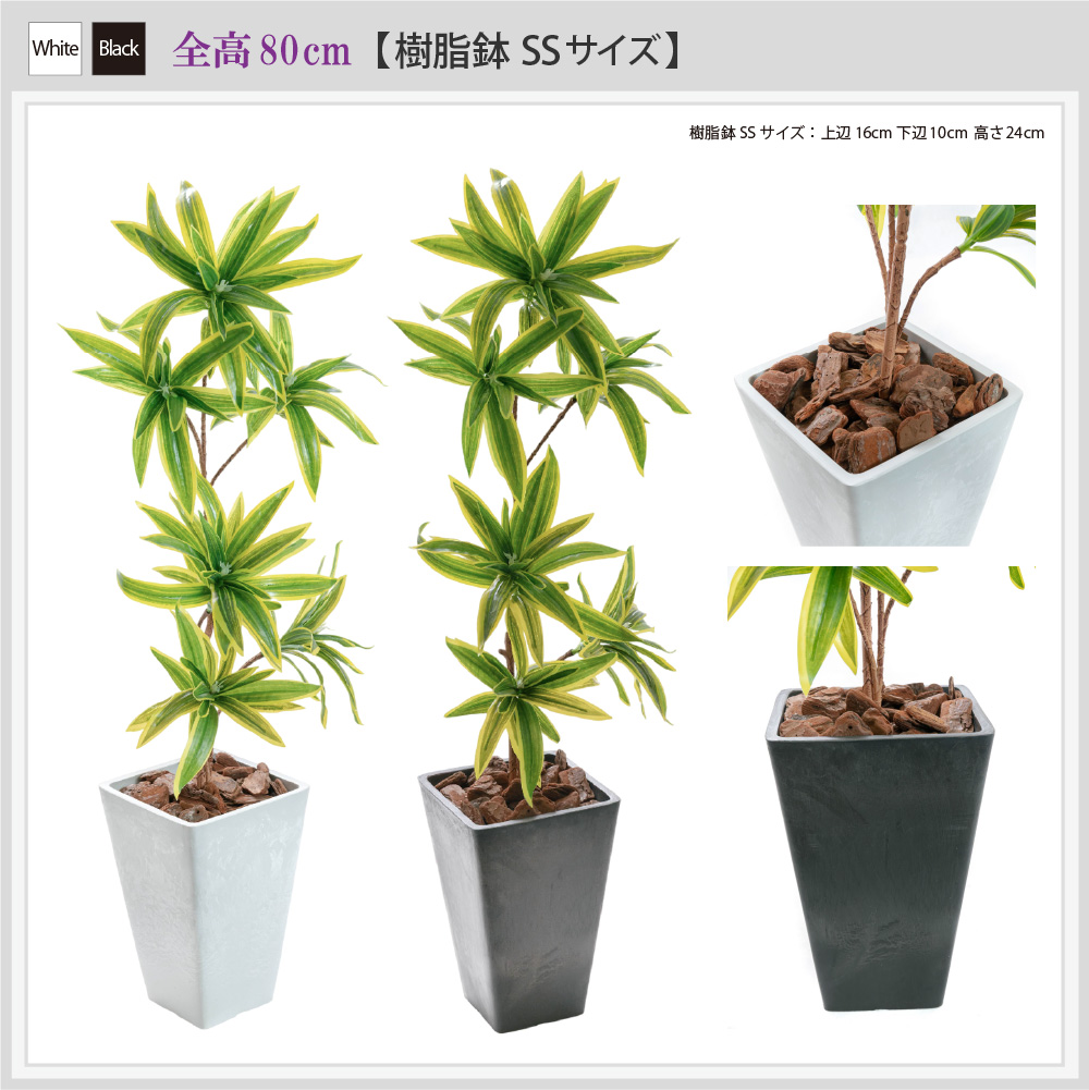 ドラセナのおすすめ人気商品一覧 通販 - Yahoo!ショッピング