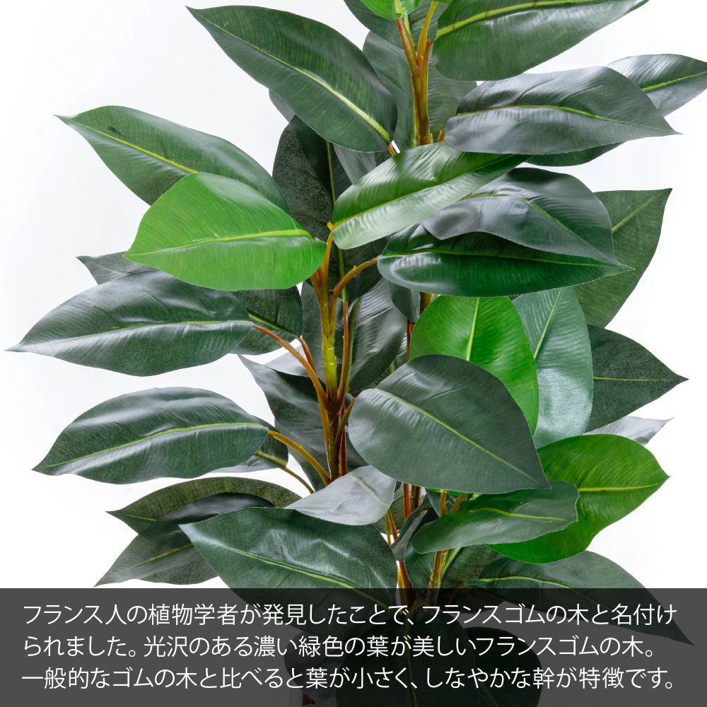 神戸花物語 フェイクグリーン フランスゴムの木 観葉植物 人工