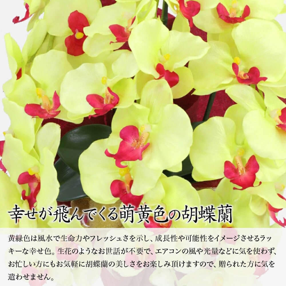 高級胡蝶蘭 生花のような樹脂ビニル製アートフラワーホワイト3本立て ラッピングカラーブルー お供えに 誕生日 新築祝い お見舞いに Brandsynariourdu Com