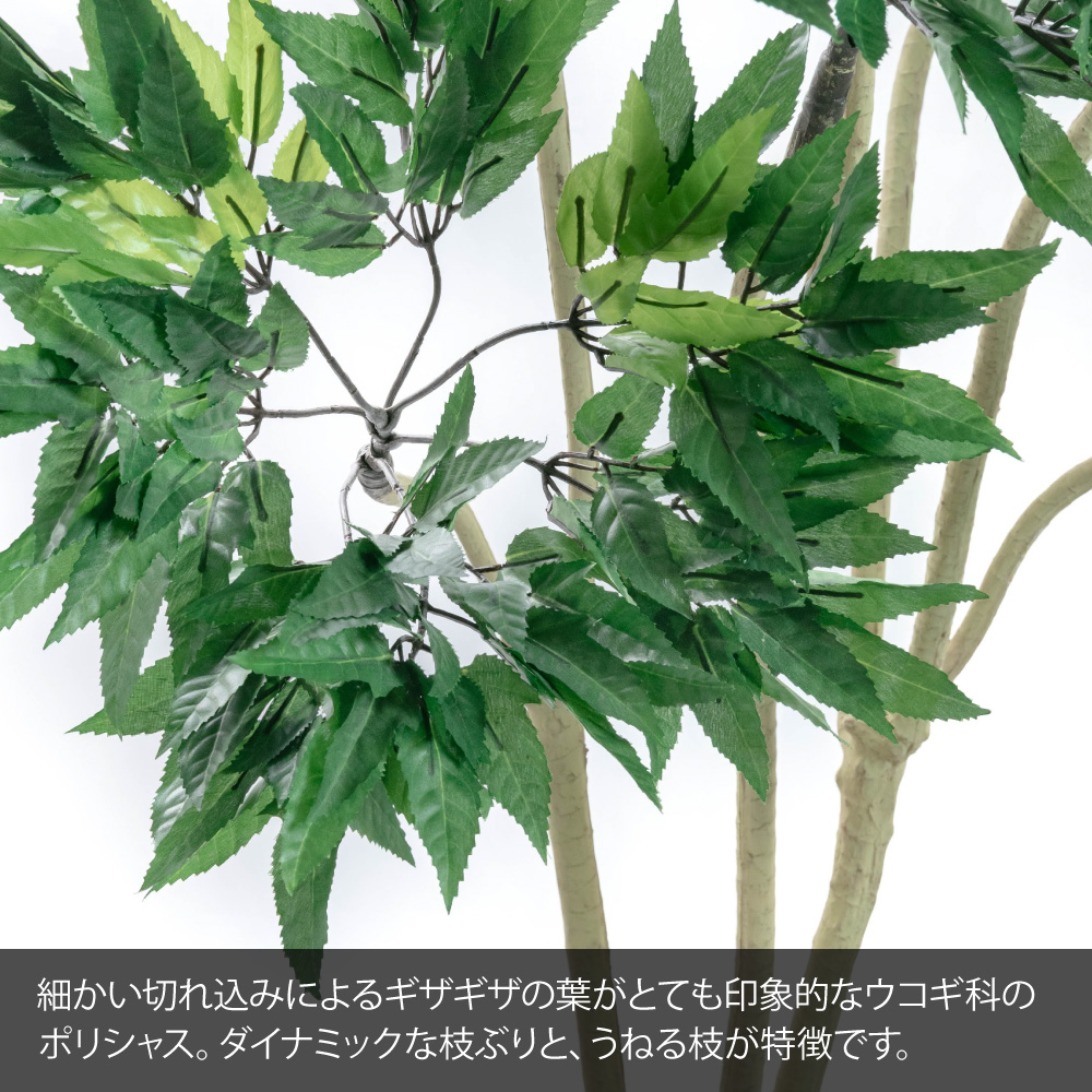 フェイクグリーン 観葉植物 フェイク 人工観葉植物 大型 おしゃれ 光触媒 消臭 抗菌 風水 造花 リビング 本物そっくり / ポリシャス パニキュラータ 175cmの画像