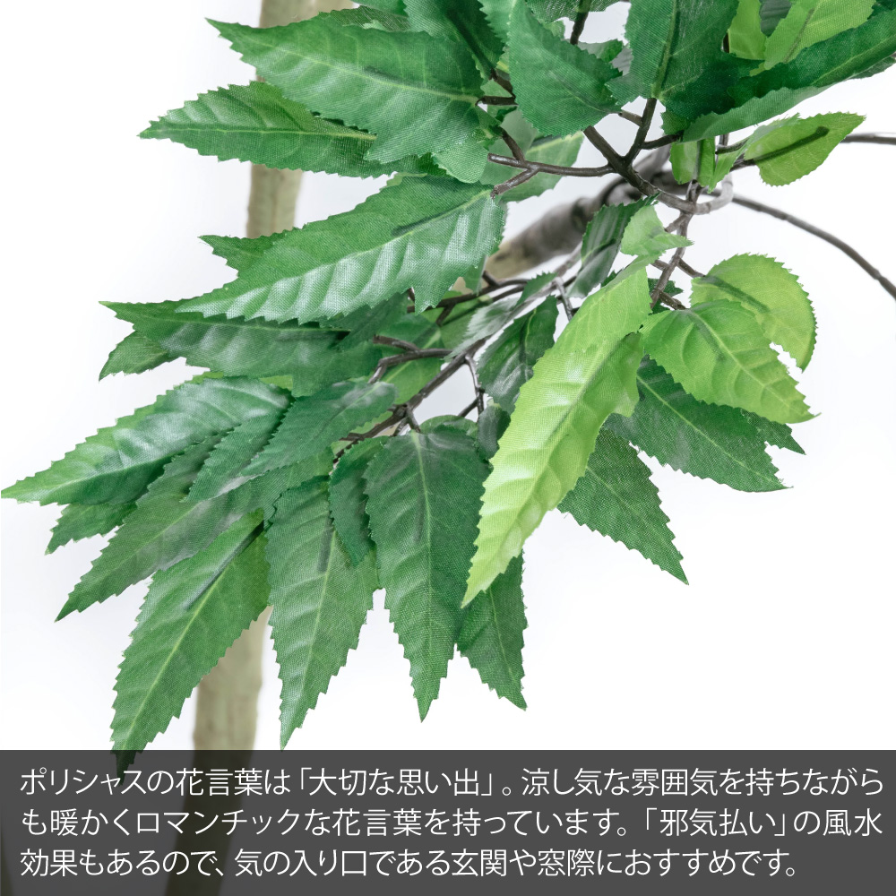 フェイクグリーン 観葉植物 フェイク 人工観葉植物 大型 おしゃれ 光触媒 消臭 抗菌 風水 造花 リビング 本物そっくり / ポリシャス パニキュラータ 175cmの画像