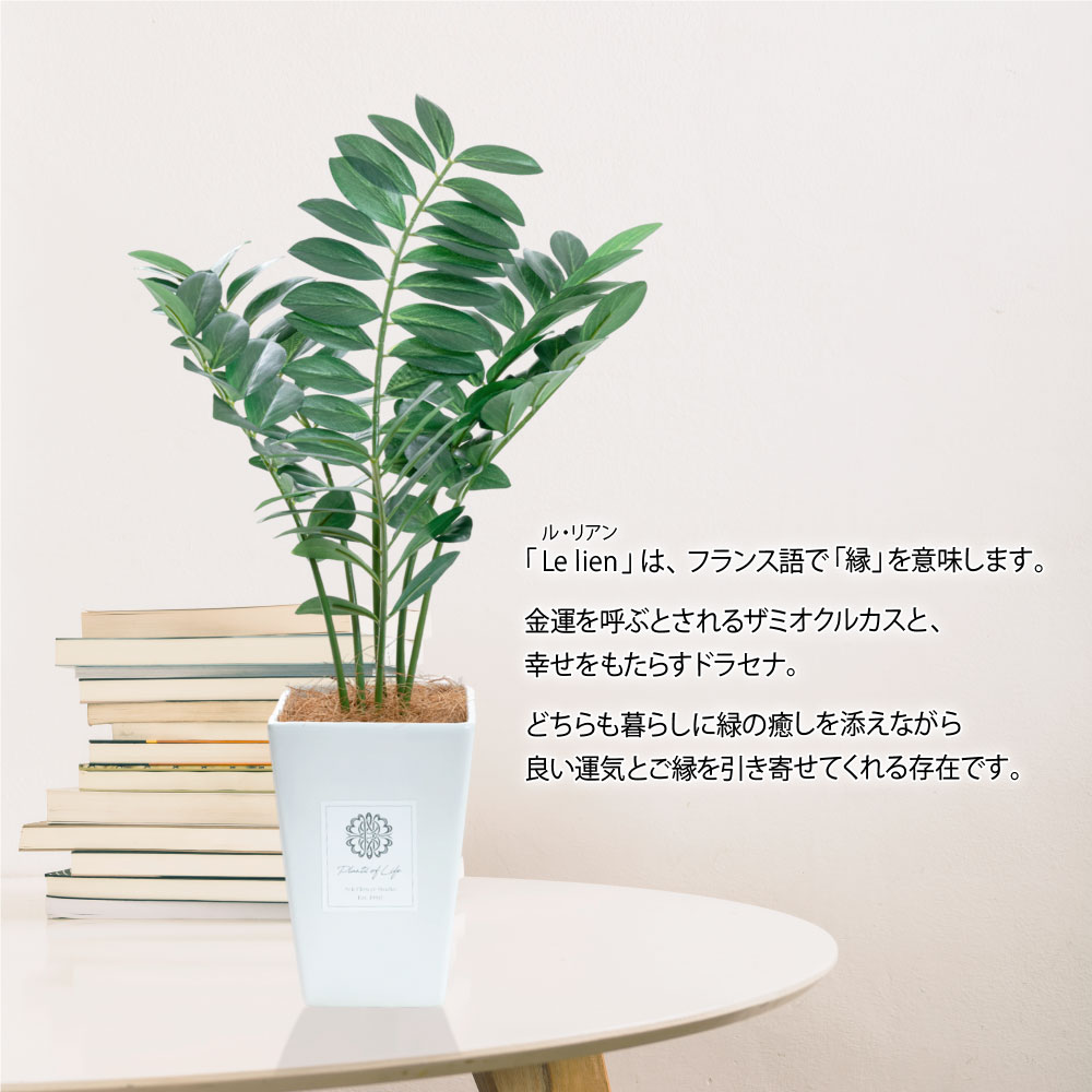 ザミオクルカス レイヴンのおすすめ人気商品一覧 通販 - Yahoo