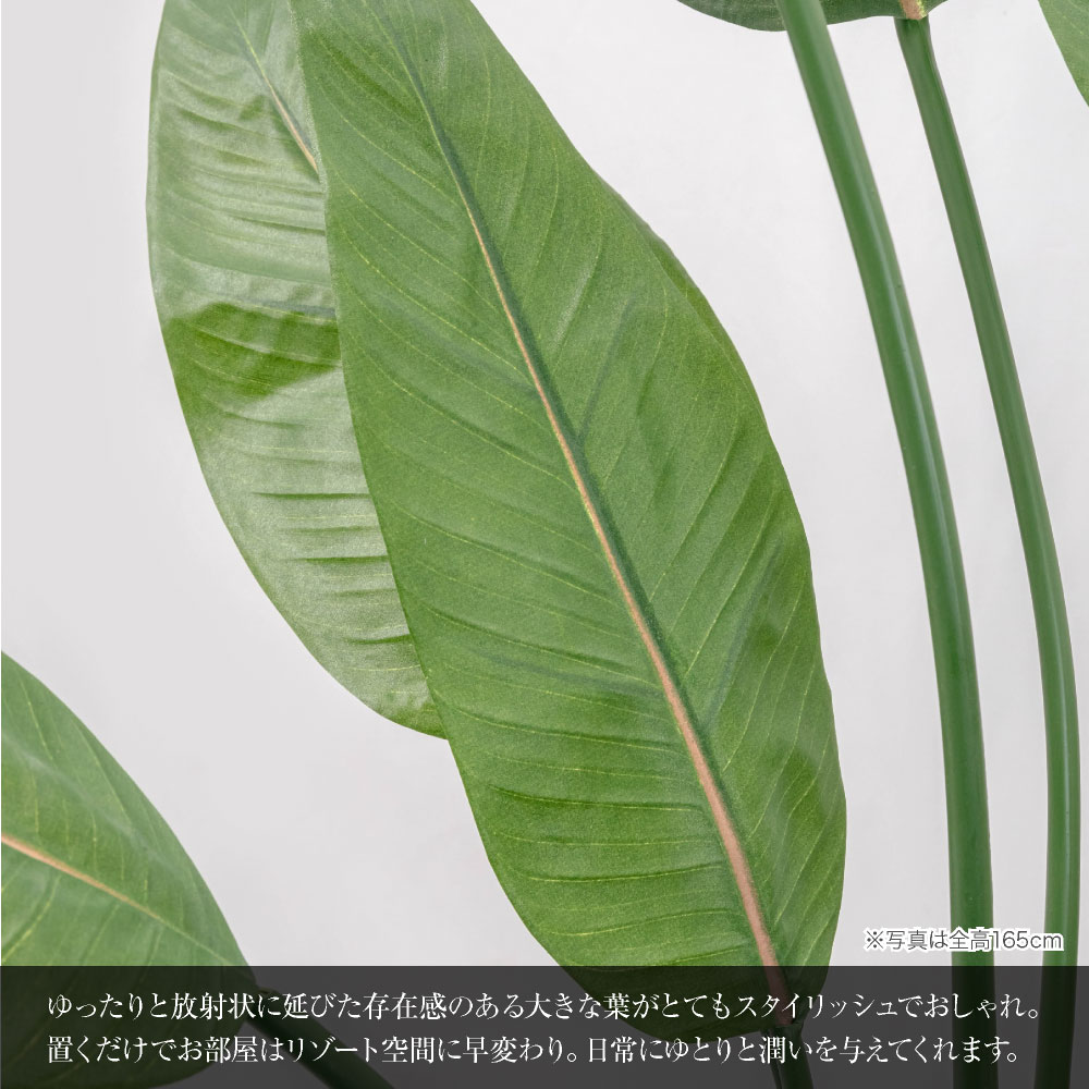 フェイクグリーン オーガスタ 観葉植物 大型 人工観葉 光触媒 ストレチア 本物そっくり リアル 造花 インテリア おしゃれ / ストレリチア 樹脂M鉢 110cmの画像