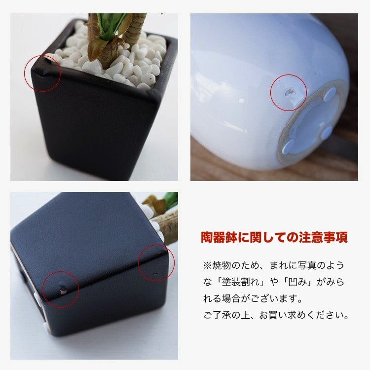 パキラ ミニ