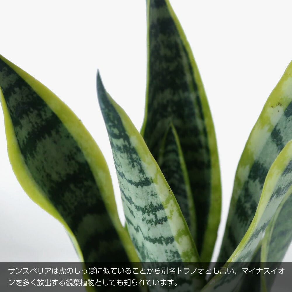 tje-pot02_1.jpg