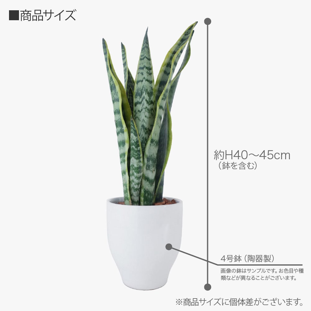 観葉植物 生木 生花 ミニ 小型 虎の尾 サンスベリア ローレンティ 鉢植 受け皿付き 4号鉢 陶器鉢 サンセベリア インテリア おしゃれ 春夏限定  : tje-pot02 : フェイクグリーンの神戸花物語 - 通販 - Yahoo!ショッピング