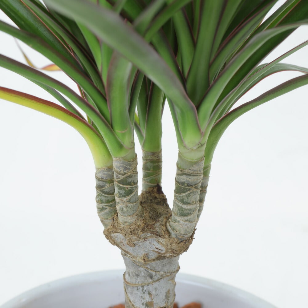 神戸花物語 観葉植物 生木 生花 ミニ 小型 真実の木 ドラセナ
