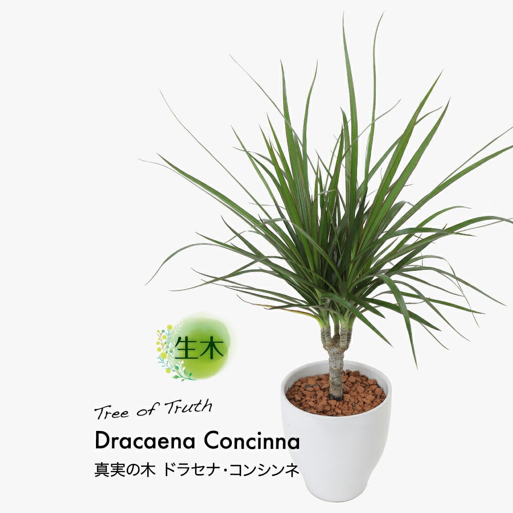 観葉植物 生木 生花 ミニ 小型 真実の木 ドラセナ・コンシンネ 鉢植