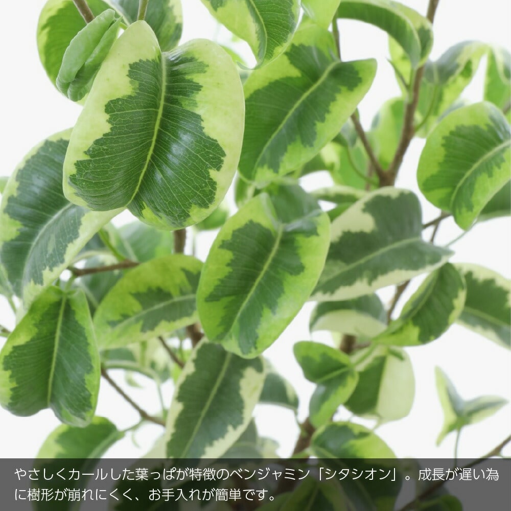 神戸花物語 観葉植物 生木 生花 ミニ 小型 フィカスベンジャミナ 神戸花物語 観葉植物 生木 生花 ミニ 小型 フィカスベンジャミナ