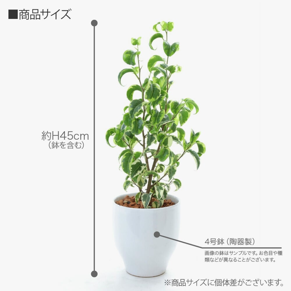 神戸花物語 観葉植物 生木 生花 ミニ 小型 フィカスベンジャミナ くる