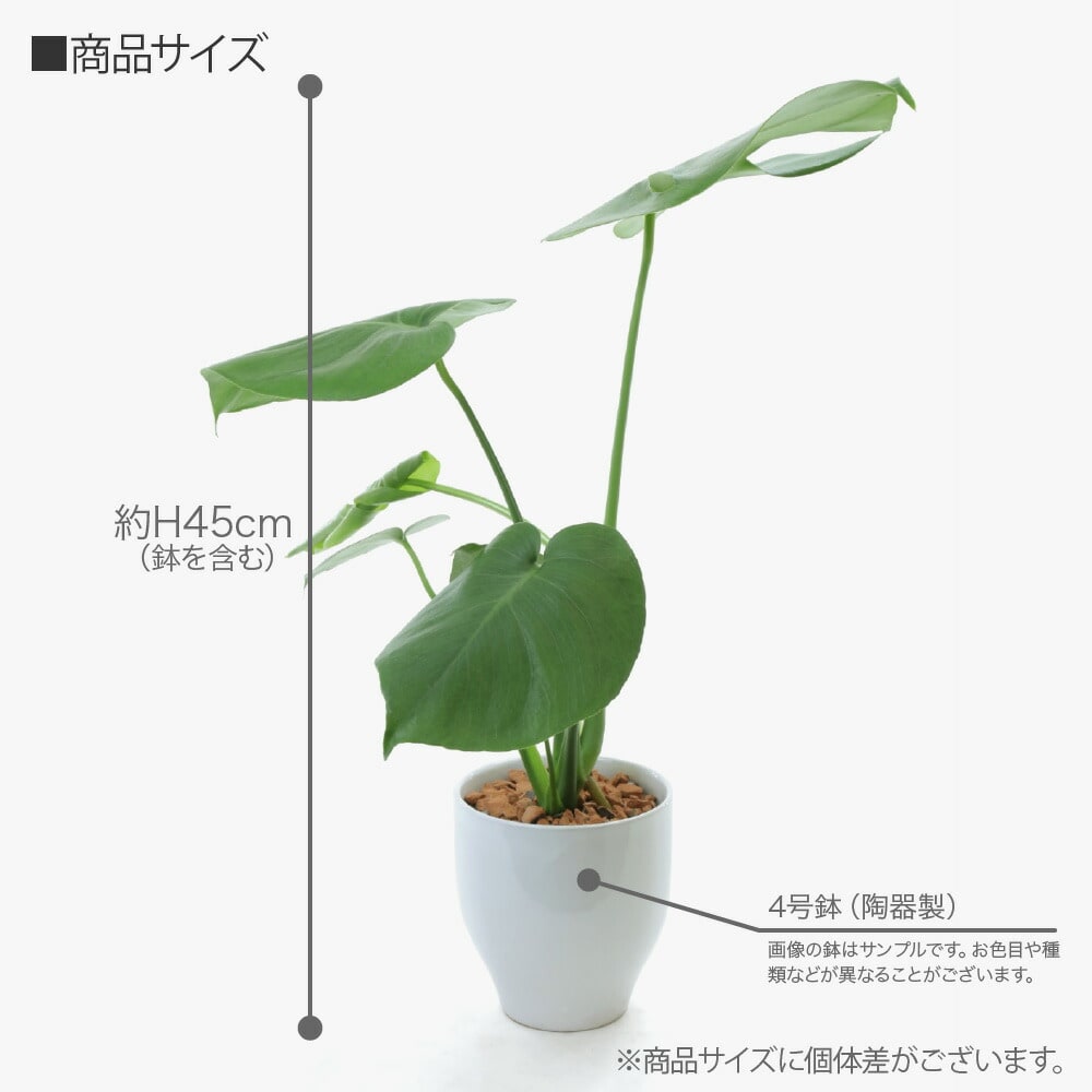 観葉植物 生木 生花 ミニ 小型 楽園 モンステラ 鉢植 受け皿付き 4号鉢 陶器鉢 インテリア おしゃれ 癒やし オフィス 玄関 リビング テーブル  :tje-pot06:フェイクグリーンの神戸花物語 - 通販 - Yahoo!ショッピング