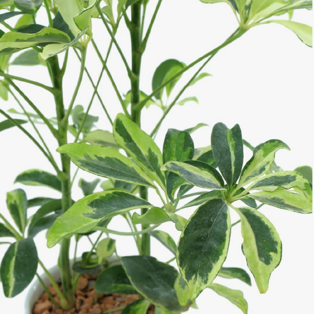 現品　キンコウボク　金厚朴　希少　22番　観葉植物　植木　インテリアグリーン 観葉植物 本物 ☆希少☆【現品】タカワラビ(キンモウコウ) 001687