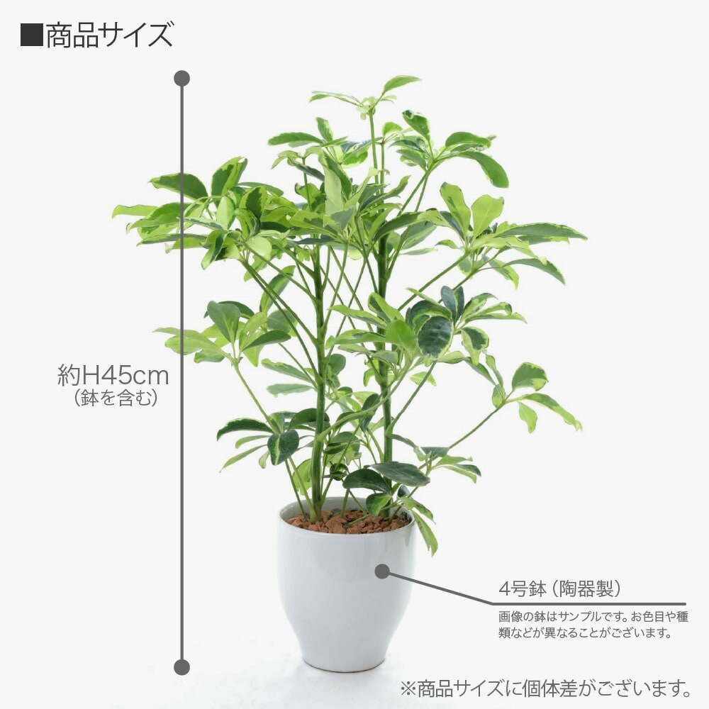 神戸花物語 観葉植物 生木 生花 ミニ 小型 希少種 斑入りホンコン
