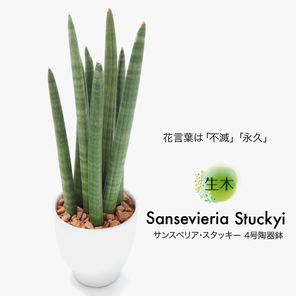 観葉植物 生木 生花 ミニ 小型 サンスベリア・スタッキー 鉢植 受け皿 