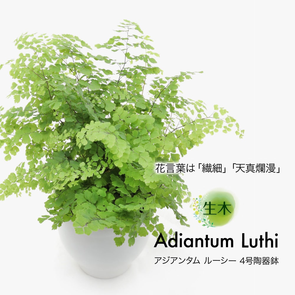 観葉植物 生木 生花 ミニ 小型 アジアンタム ルーシー 鉢植 受け皿