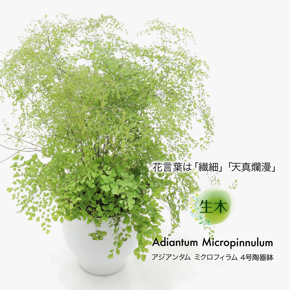 観葉植物 生木 生花 ミニ 小型 アジアンタム ミクロフィラム 鉢植 受け皿付き 4号鉢 陶器鉢 インテリア おしゃれ 癒やし オフィス 玄関  リビング テーブル