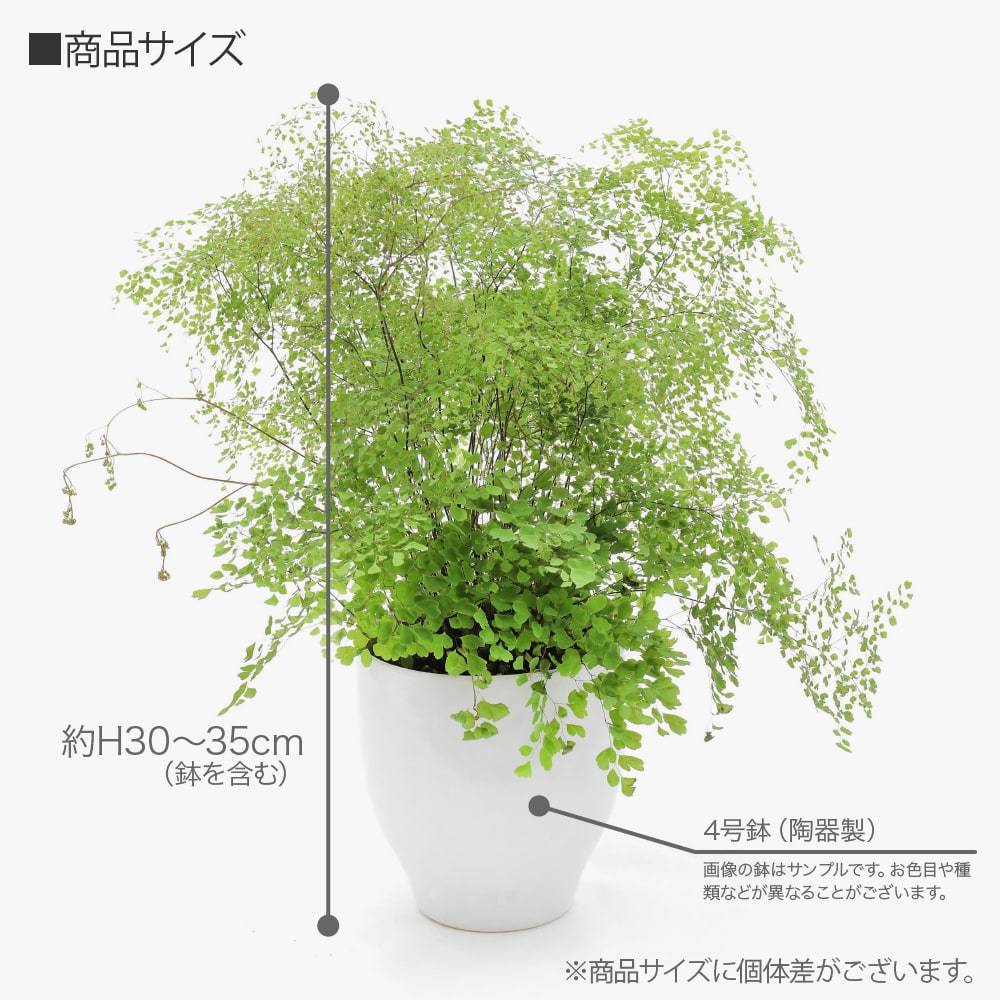 観葉植物 生木 生花 ミニ 小型 アジアンタム ミクロフィラム 鉢植 受け皿付き 4号鉢 陶器鉢 インテリア おしゃれ 癒やし オフィス 玄関  リビング テーブル