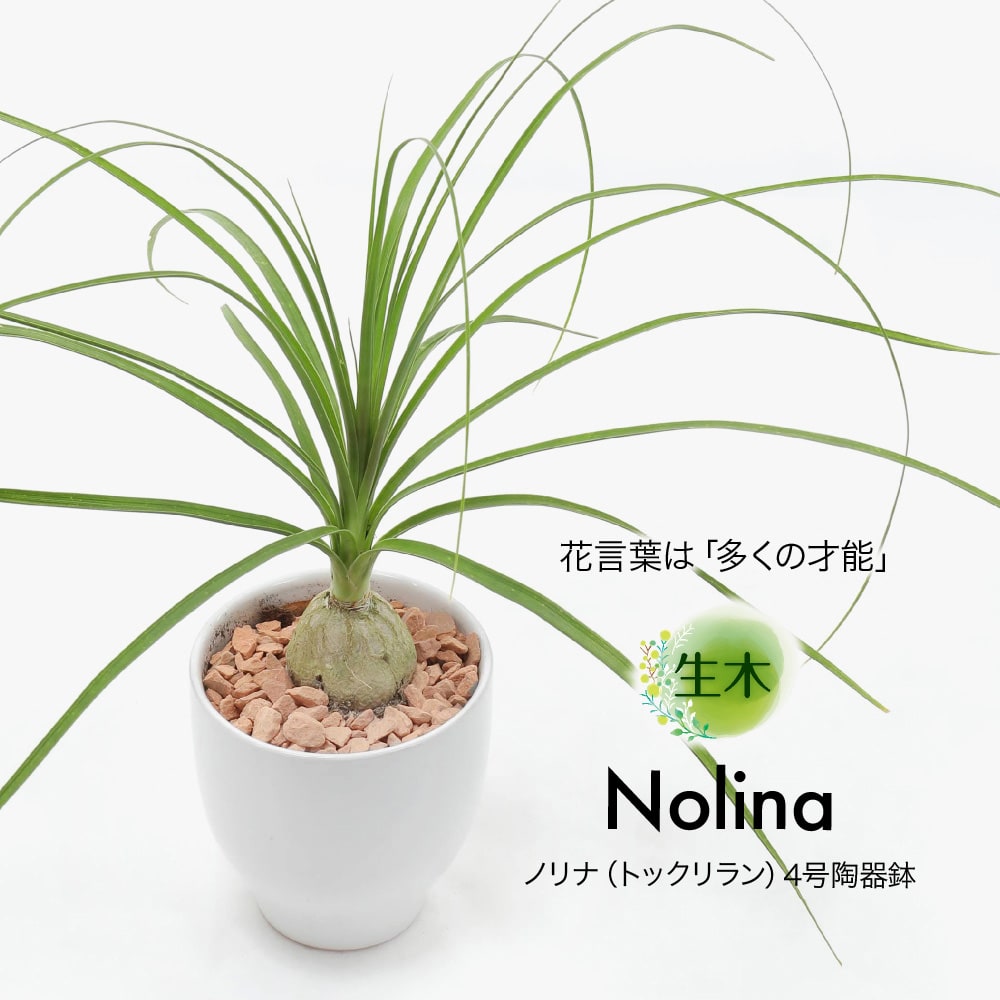 観葉植物 生木 生花 ミニ 小型 ノリナ トックリラン 鉢植 受け皿付き 4号鉢 陶器鉢 徳利蘭 インテリア おしゃれ 癒やし オフィス 玄関  リビング テーブル : tje-pot14 : フェイクグリーンの神戸花物語 - 通販 - Yahoo!ショッピング