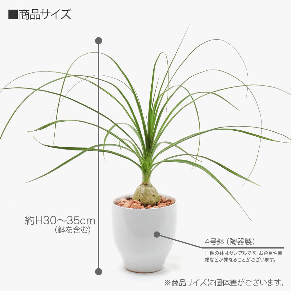 観葉植物 生木 生花 ミニ 小型 ノリナ トックリラン 鉢植 受け皿付き 4号鉢 陶器鉢 徳利蘭 インテリア おしゃれ 癒やし オフィス 玄関  リビング テーブル : tje-pot14 : フェイクグリーンの神戸花物語 - 通販 - Yahoo!ショッピング