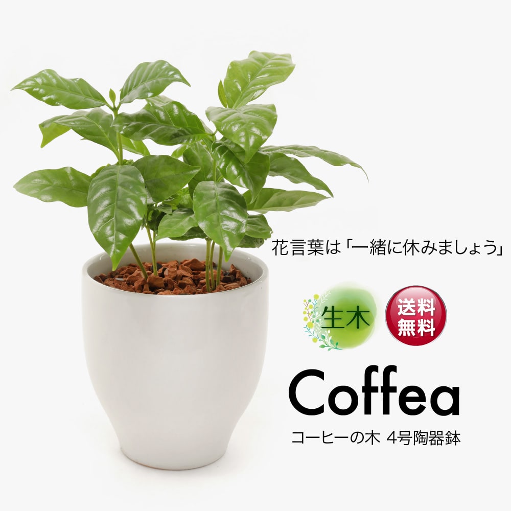 観葉植物 生木 生花 ミニ 小型 コーヒーの木 鉢植 受け皿付き 4号鉢